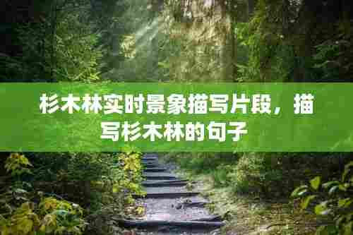 杉木林实时景象描写片段，描写杉木林的句子 