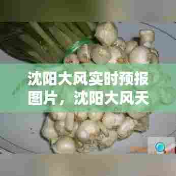 沈阳大风实时预报图片,沈阳大风天