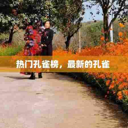 热门孔雀榜，最新的孔雀 