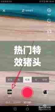 热门特效猪头,猪头特效软件