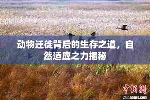 动物迁徙背后的生存之道,自然适应之力揭秘
