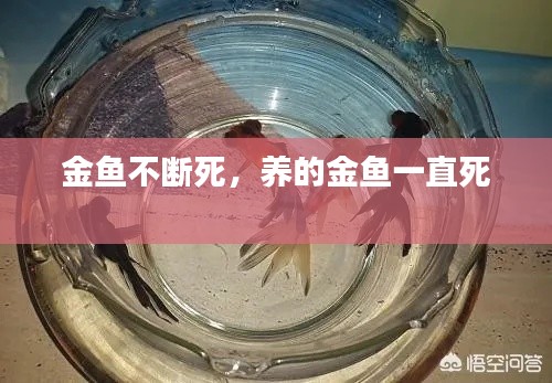 金鱼不断死,养的金鱼一直死