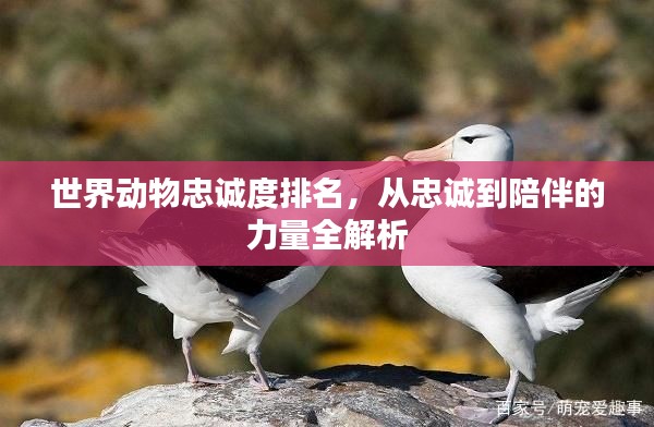 世界动物忠诚度排名,从忠诚到陪伴的力量全解析
