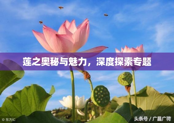 莲之奥秘与魅力，深度探索专题