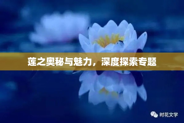 莲之奥秘与魅力,深度探索专题