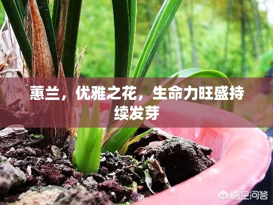 蕙兰，优雅之花，生命力旺盛持续发芽