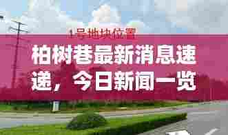 柏树巷最新消息速递,今日新闻一览