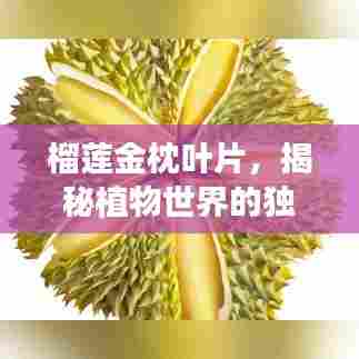 榴莲金枕叶片,揭秘植物世界的独特魅力探索之旅