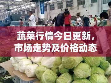 蔬菜行情今日更新,市场走势及价格动态一网打尽