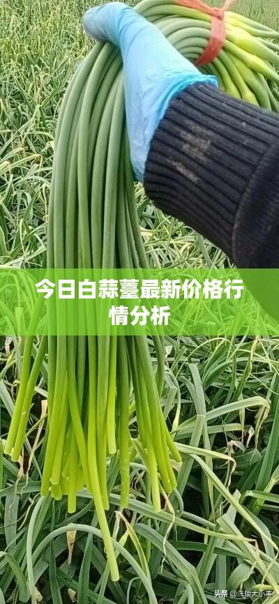 今日白蒜薹最新价格行情分析