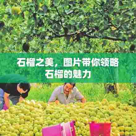 石榴之美，图片带你领略石榴的魅力