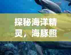 探秘海洋精灵,海豚照片之旅惊艳瞬间
