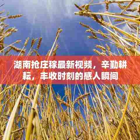 湖南抢庄稼最新视频，辛勤耕耘，丰收时刻的感人瞬间