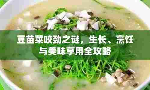 豆苗菜咬劲之谜，生长、烹饪与美味享用全攻略