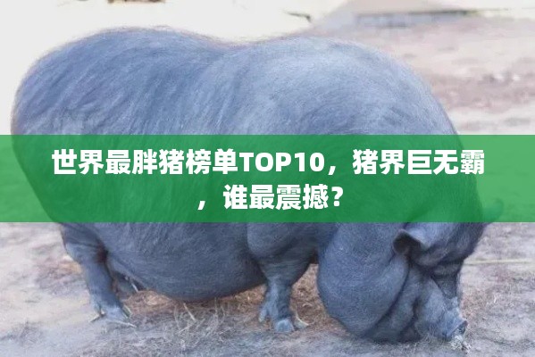 世界最胖猪榜单TOP10,猪界巨无霸,谁最震撼?