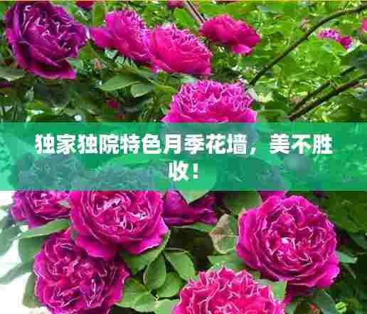 独家独院特色月季花墙,美不胜收!