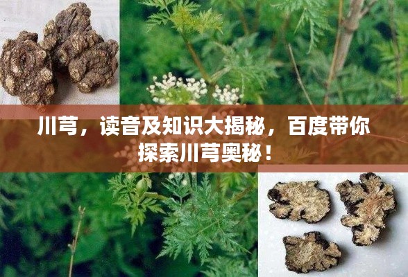 川芎,读音及知识大揭秘,百度带你探索川芎奥秘!