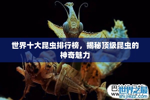 世界十大昆虫排行榜,揭秘顶级昆虫的神奇魅力