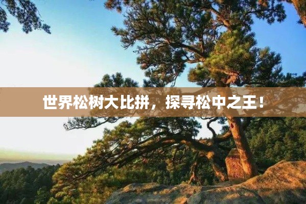 世界松树大比拼,探寻松中之王!