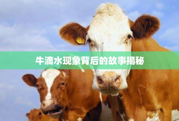 牛滴水现象背后的故事揭秘