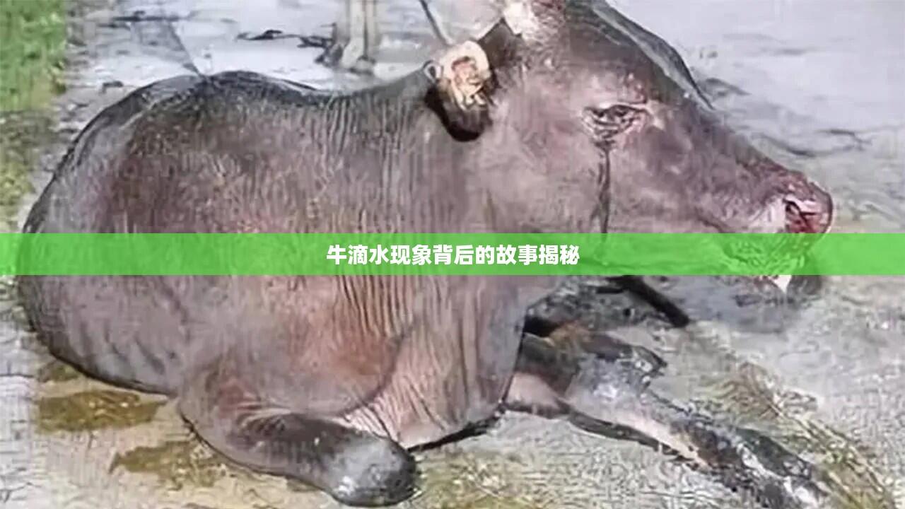 牛滴水现象背后的故事揭秘